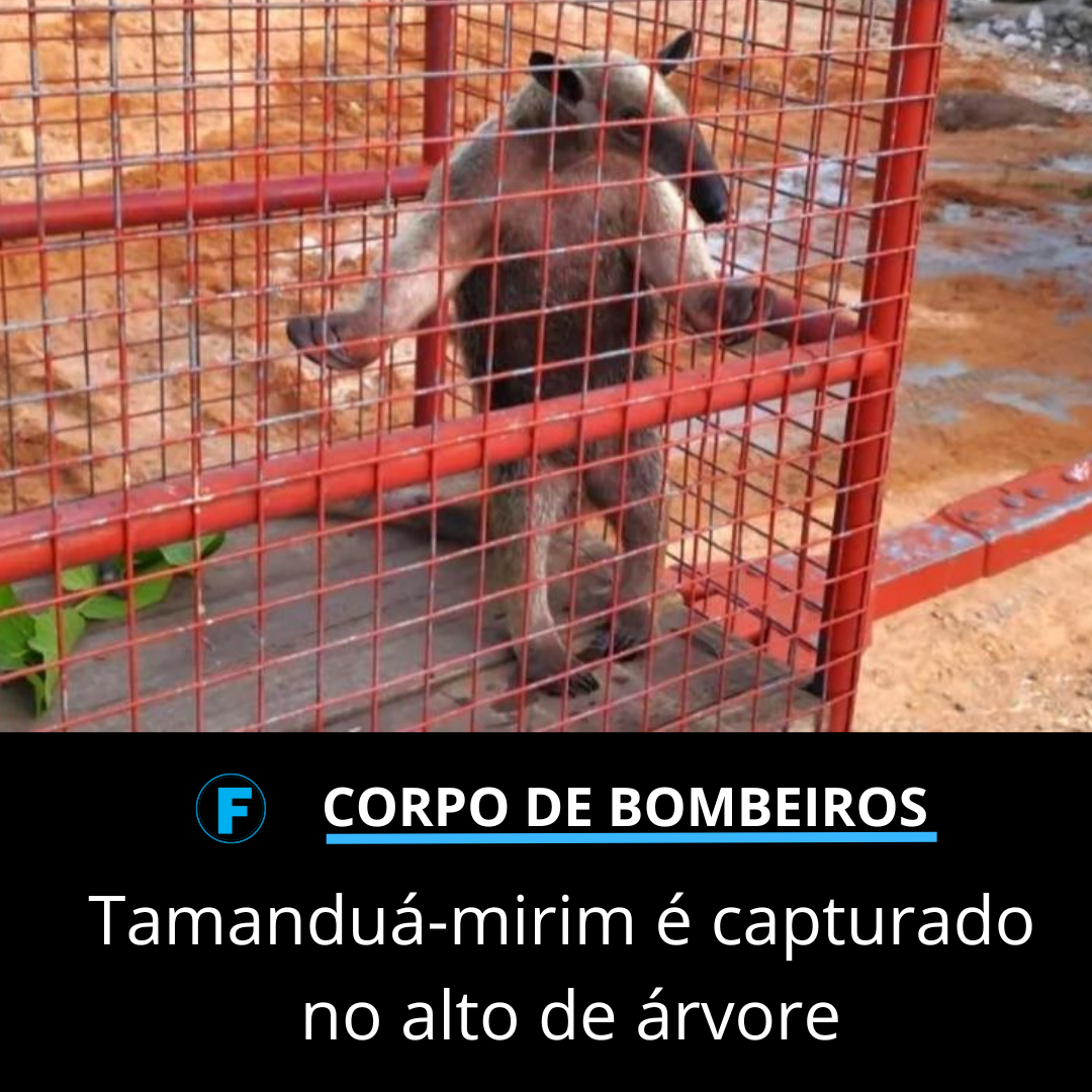 Tamanduá-mirim é capturado no alto de árvore
