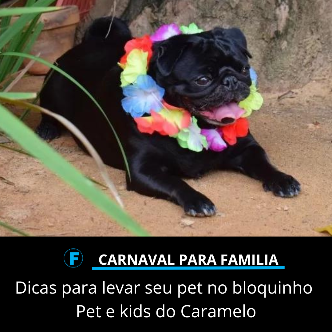 Dicas para levar seu pet no bloquinho Pet e kids do Caramelo