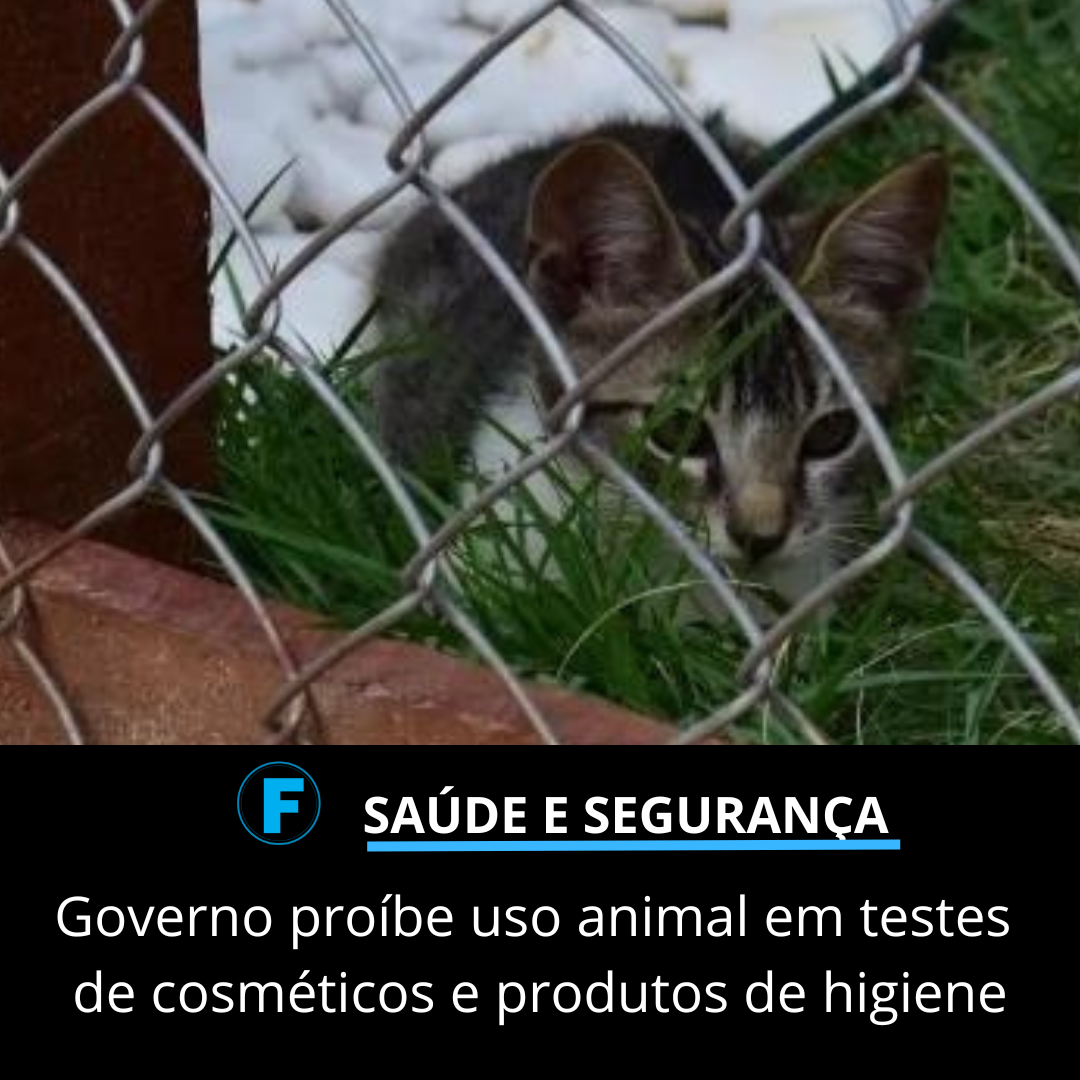 Governo proíbe uso animal em testes de cosméticos e produtos de higiene