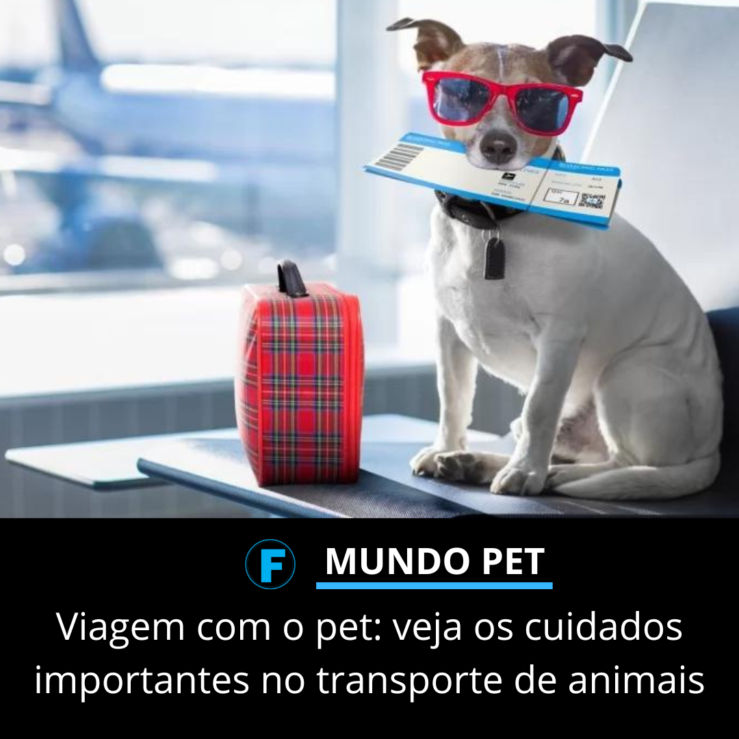 Viagem com o pet: veja os cuidados importantes no transporte de animais