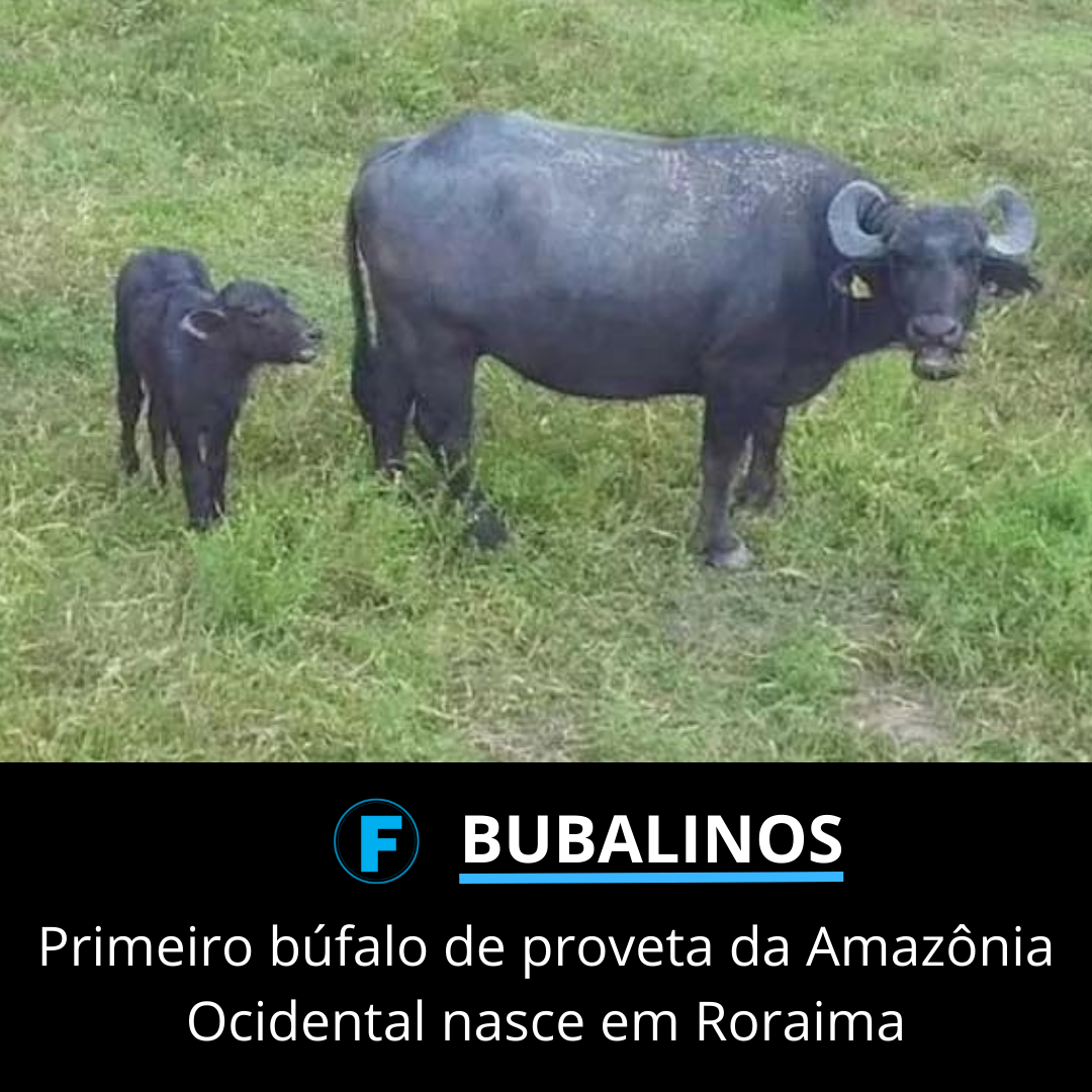 Primeiro búfalo de proveta da Amazônia Ocidental nasce em Roraima