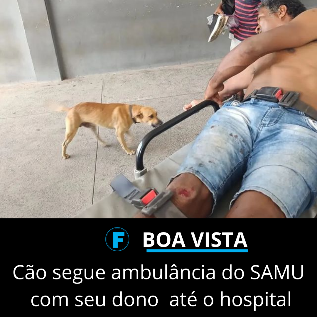 Cachorro viraliza após seguir ambulância que levava dono acidentado
