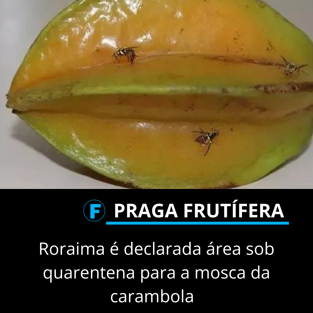 Roraima é declarada área sob quarentena para a mosca da carambola 
