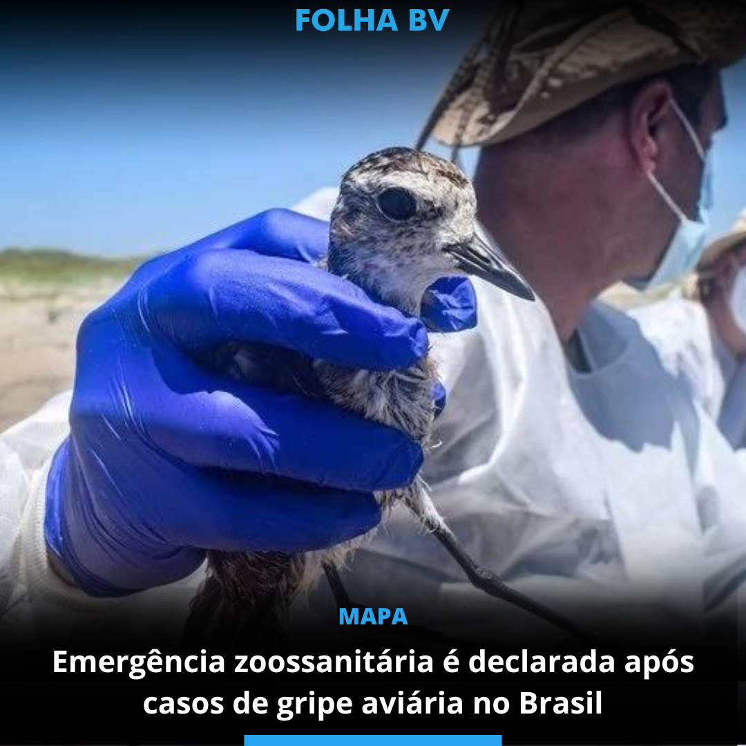 Emergência zoossanitária é declarada após casos de gripe aviária no Brasil