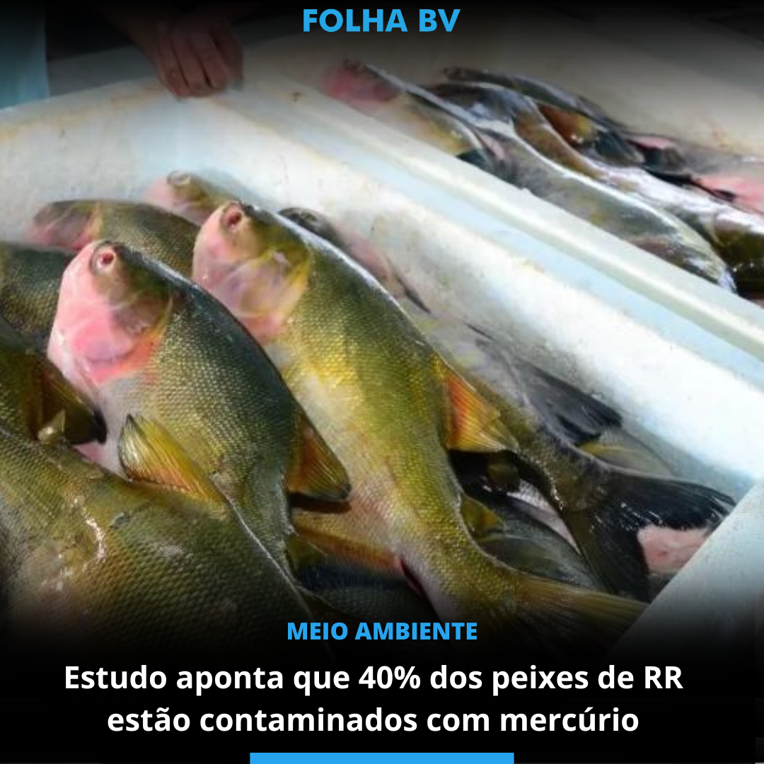 Estudo aponta que 40% dos peixes de RR estão contaminados com mercúrio