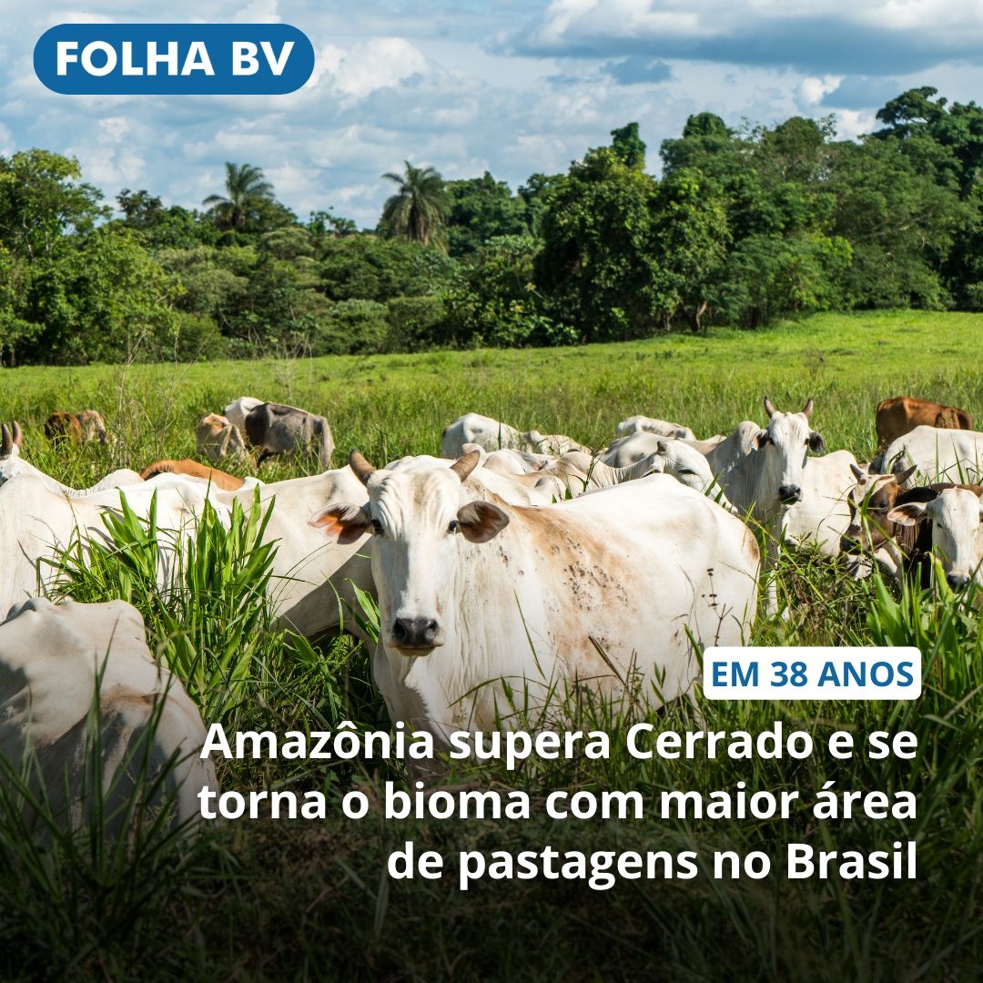 https://www.folhabv.com.br/cotidiano/meio-ambiente/amazonia-supera-cerrado-e-se-torna-o-bioma-com-maior-area-de-pastagens-no-brasil/