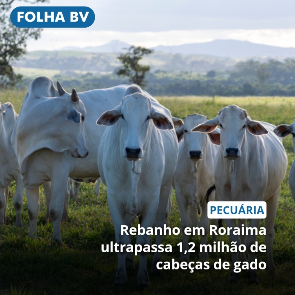 https://www.folhabv.com.br/agro/rebanho-em-roraima-ultrapassa-12-milhao-de-cabecas-de-gado/