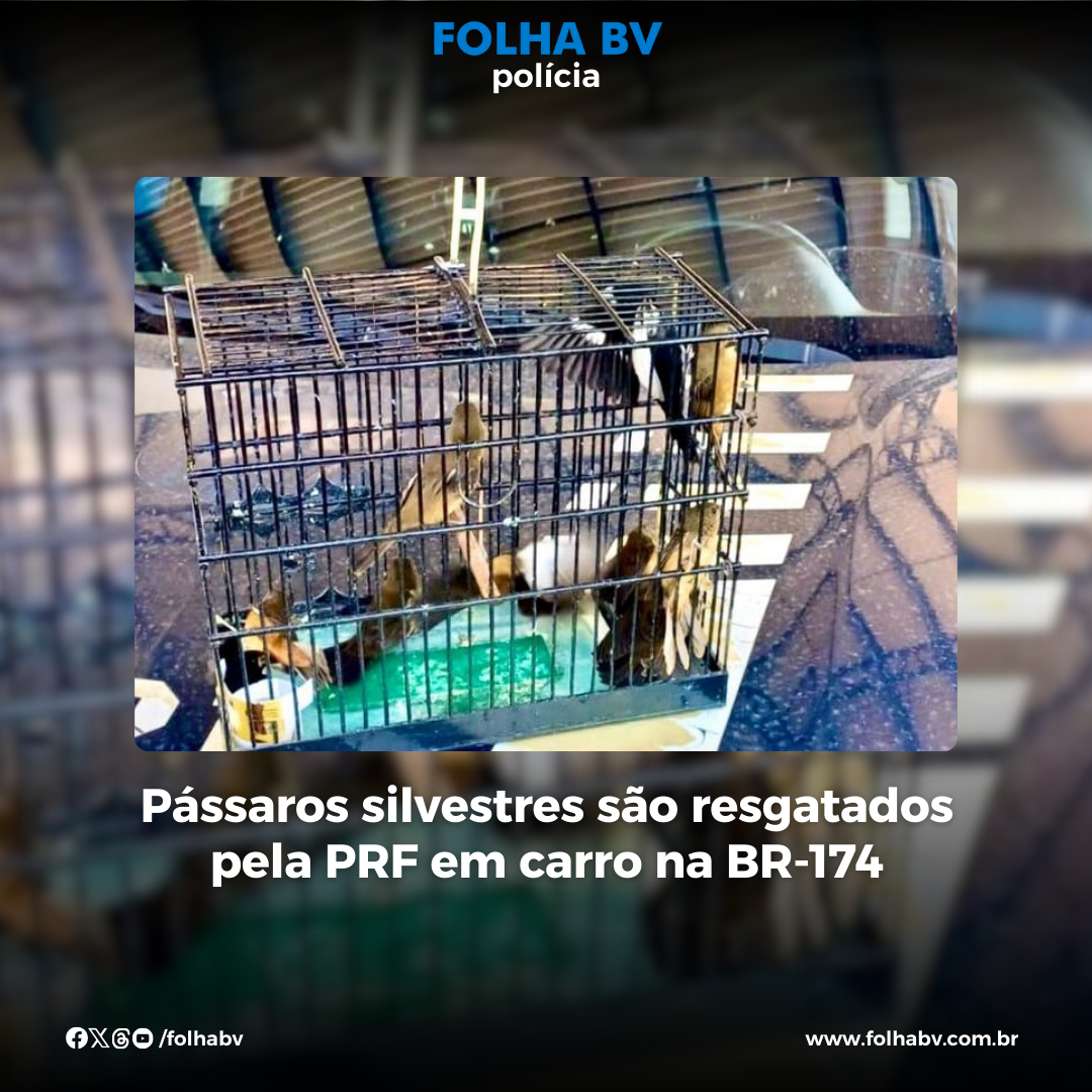 https://www.folhabv.com.br/policia/passaros-silvestres-sao-resgatados-pela-prf-em-carro-na-br-174/