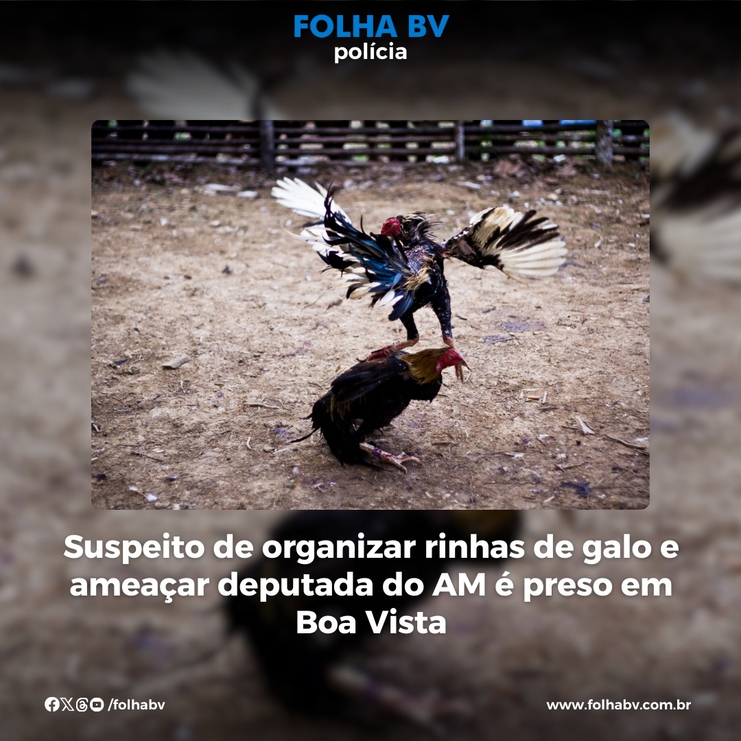 https://www.folhabv.com.br/policia/suspeito-de-organizar-rinhas-de-galo-e-ameacar-deputada-do-am-e-preso-em-boa-vista/