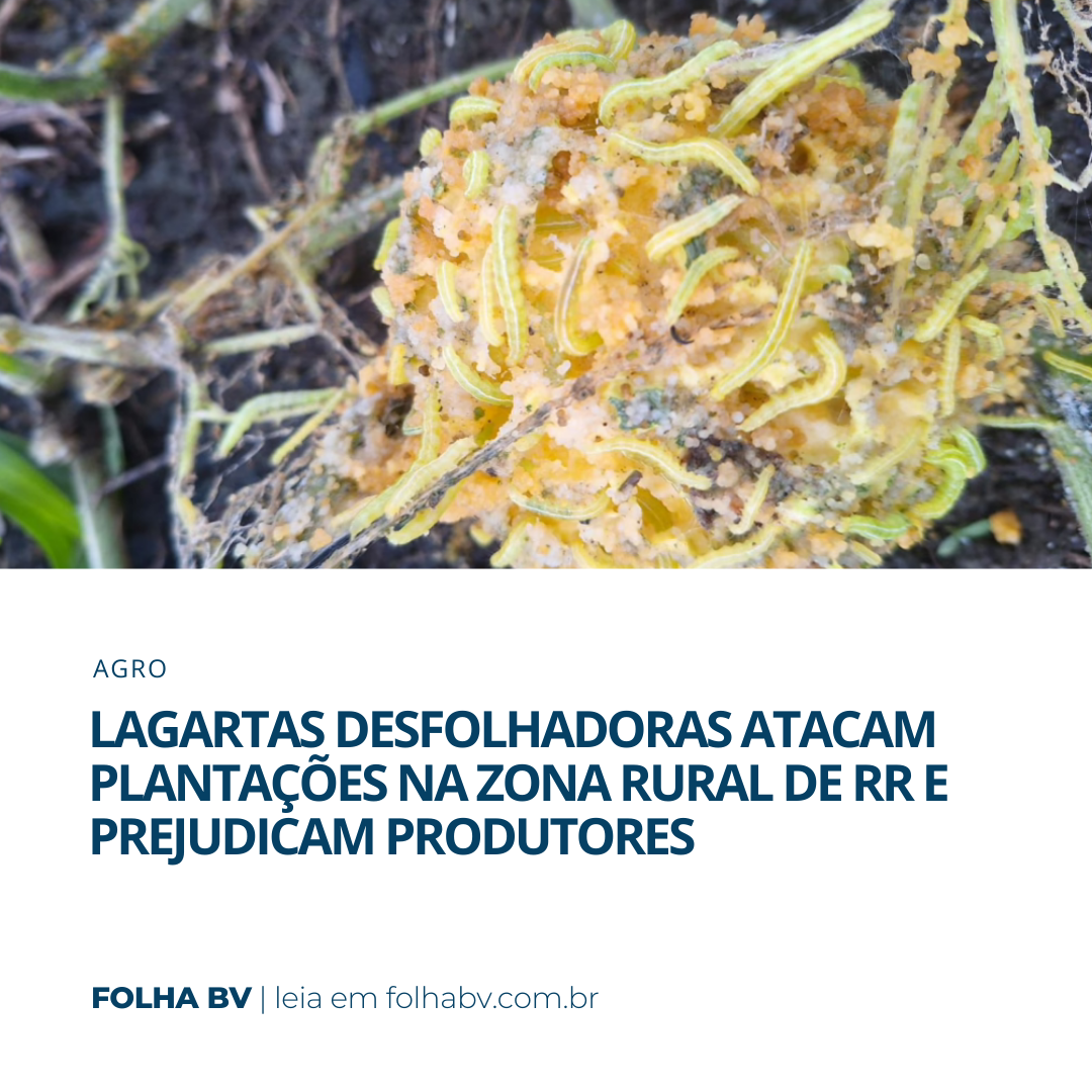 https://www.folhabv.com.br/agro/lagartas-desfolhadoras-atacam-plantacoes-na-zona-rural-de-rr-e-prejudicam-produtores/