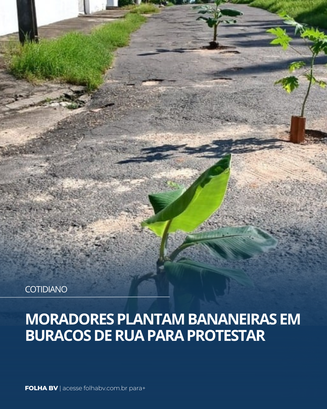 https://www.folhabv.com.br/cotidiano/moradores-plantam-bananeiras-em-buracos-de-rua-para-protestar/