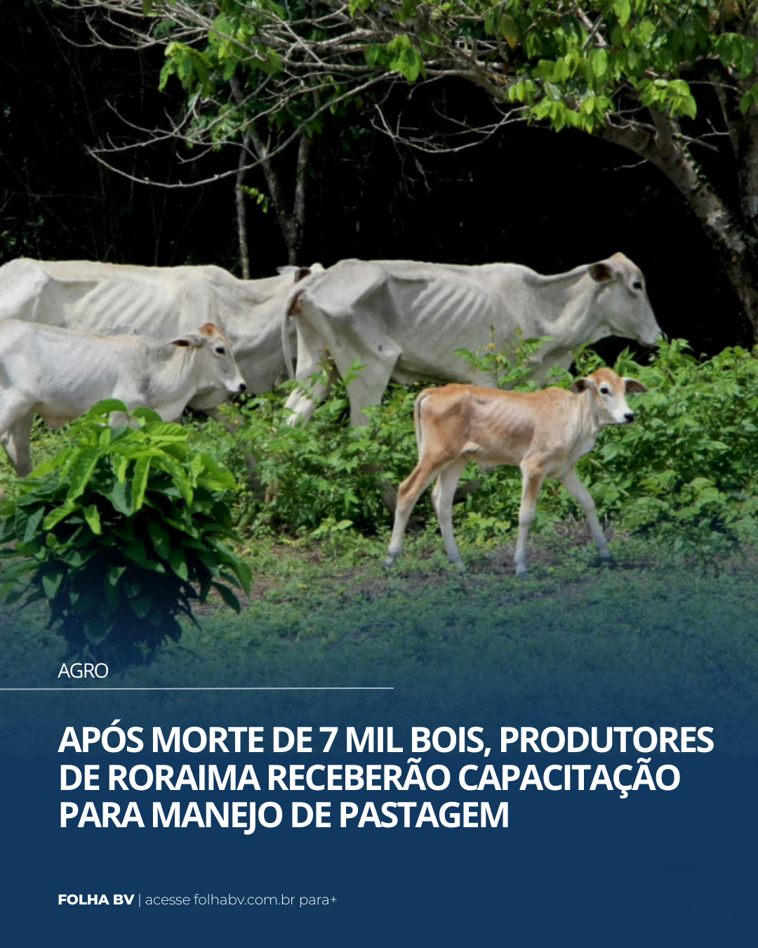 https://www.folhabv.com.br/agro/com-morte-de-7-mil-bois-produtores-receberao-capacitacao-para-manejo-de-pastagem/
