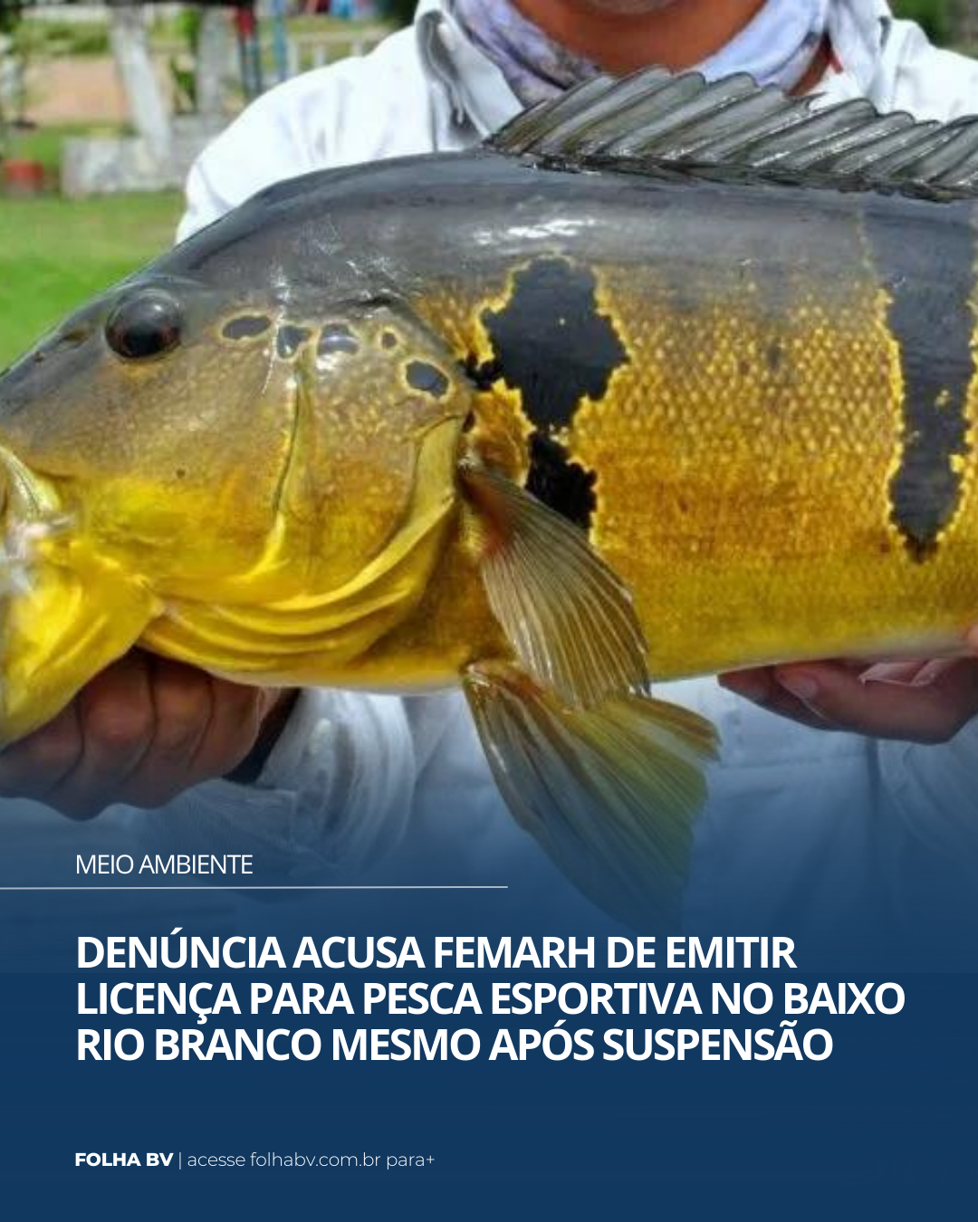 https://www.folhabv.com.br/cotidiano/meio-ambiente/denuncia-acusa-femarh-de-emitir-licenca-para-pesca-esportiva-no-baixo-rio-branco-mesmo-apos-suspensao/
