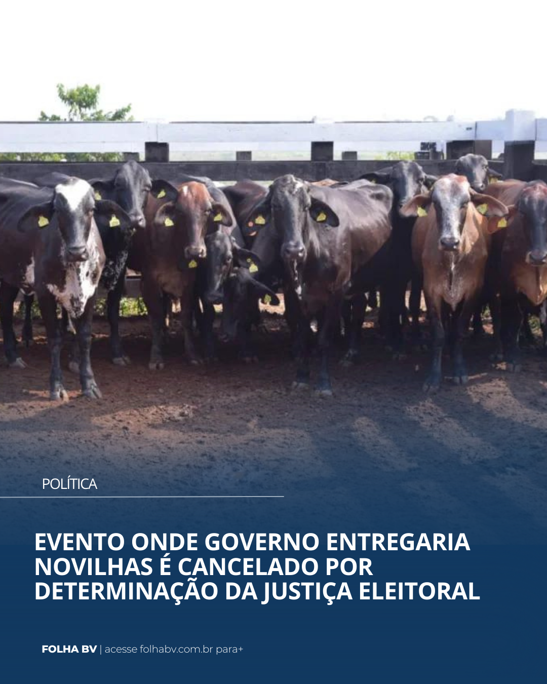 https://www.folhabv.com.br/politica/evento-onde-governo-entregaria-novilhas-e-cancelado-por-determinacao-da-justica-eleitoral/