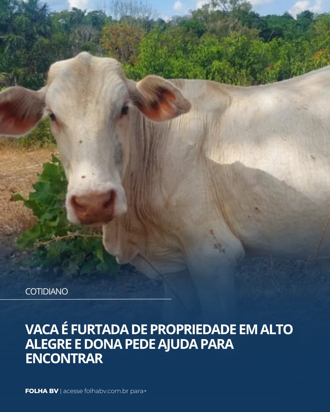 https://www.folhabv.com.br/cotidiano/vaca-e-furtada-de-propriedade-em-alto-alegre-e-dona-pede-ajuda-para-encontrar/