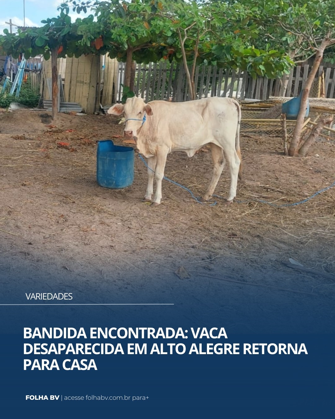 https://www.folhabv.com.br/geral/bandida-encontrada-vaca-desaparecida-em-alto-alegre-retorna-para-casa/