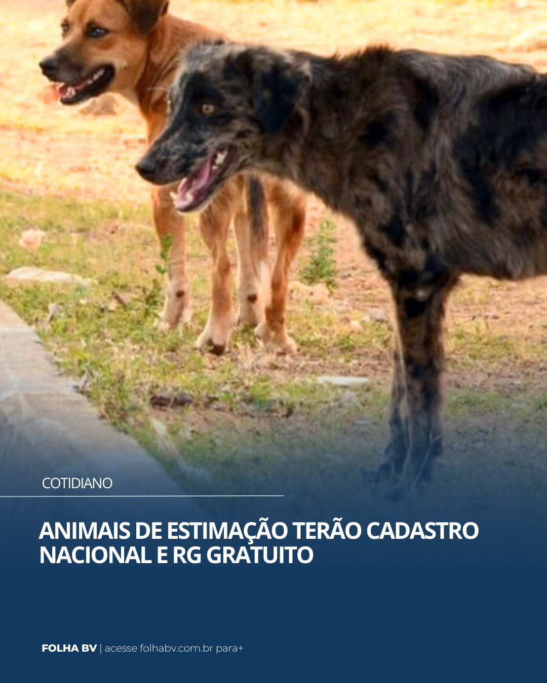 https://www.folhabv.com.br/cotidiano/animais-de-estimacao-terao-cadastro-nacional-e-rg-gratuito/