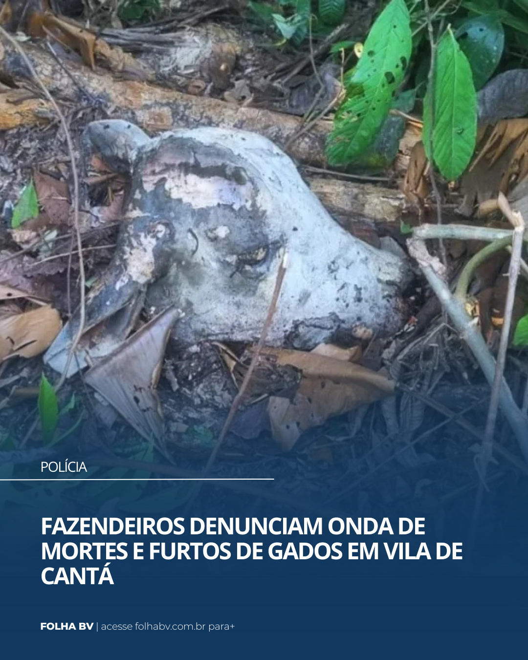 https://www.folhabv.com.br/policia/fazendeiros-denunciam-onda-de-mortes-e-furtos-de-gados-em-vila-de-canta/