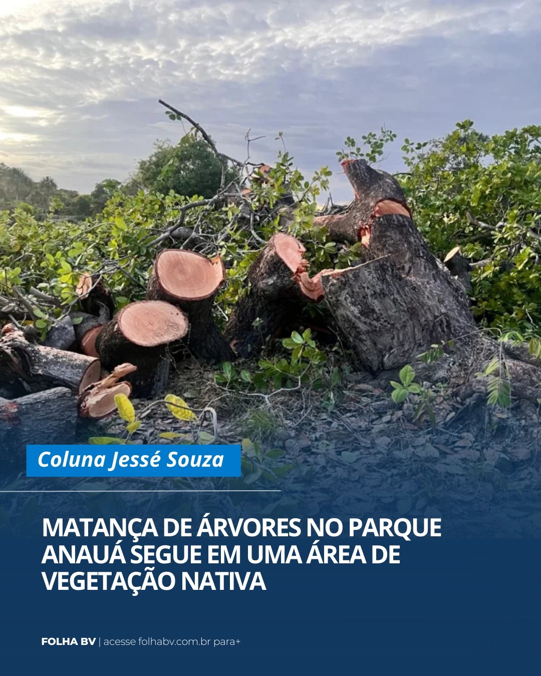 https://www.folhabv.com.br/colunas/matanca-de-arvores-no-parque-anaua-segue-em-uma-area-de-vegetacao-nativa/