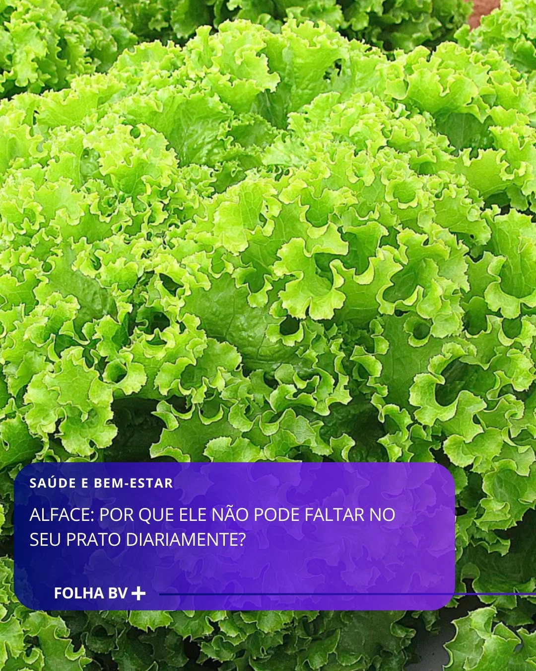 https://www.folhabv.com.br/saude-e-bem-estar/alface-por-que-ele-nao-pode-faltar-no-seu-prato-diariamente/