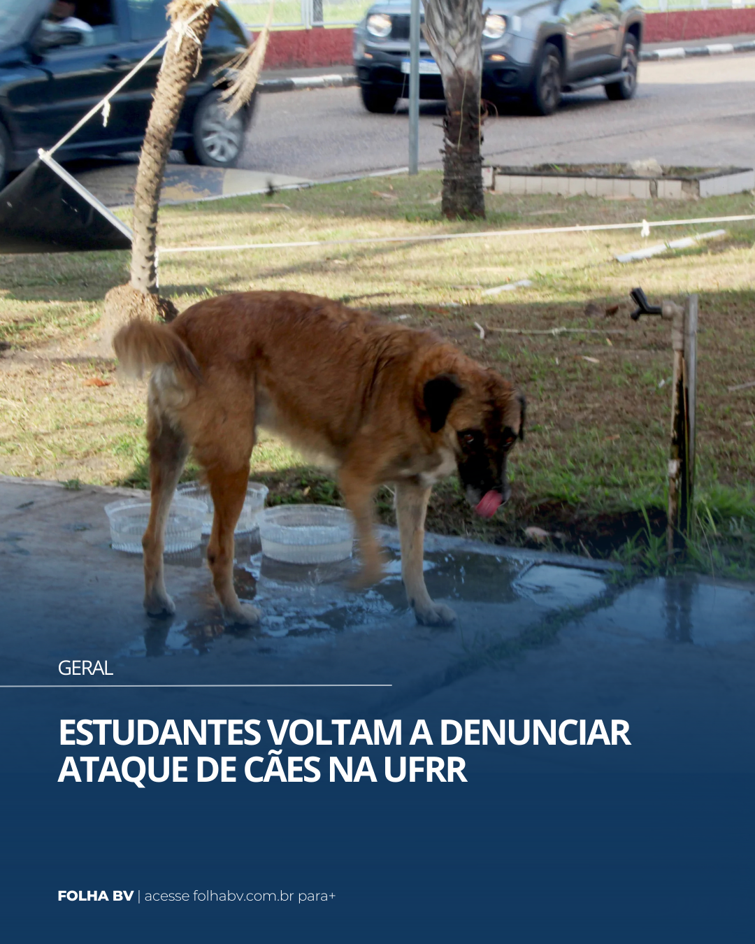 https://www.folhabv.com.br/geral/estudantes-voltam-a-denunciar-ataque-de-caes-na-ufrr/