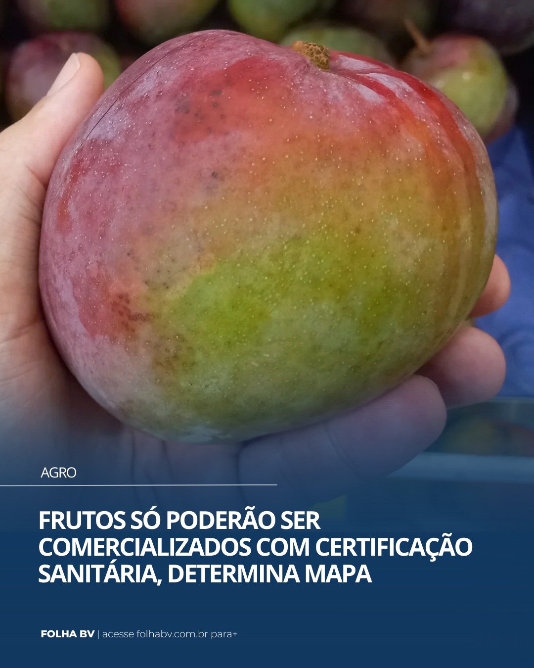 https://www.folhabv.com.br/agro/frutos-so-poderao-ser-comercializados-com-certificacao-sanitaria-determina-mapa/