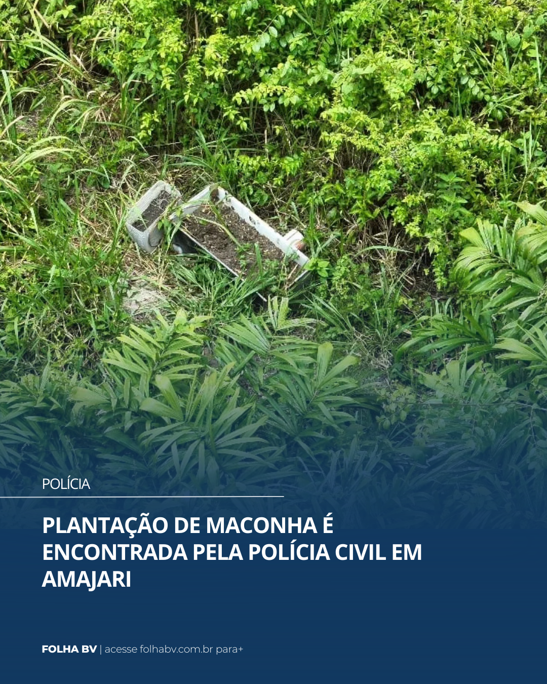 https://www.folhabv.com.br/policia/plantacao-de-maconha-e-encontrada-pela-policia-civil-em-amajari/