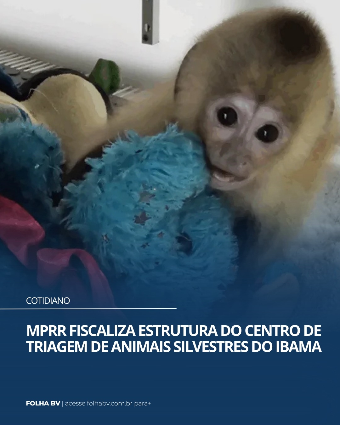 https://www.folhabv.com.br/cotidiano/mprr-fiscaliza-estrutura-do-centro-de-triagem-de-animais-silvestres-do-ibama/