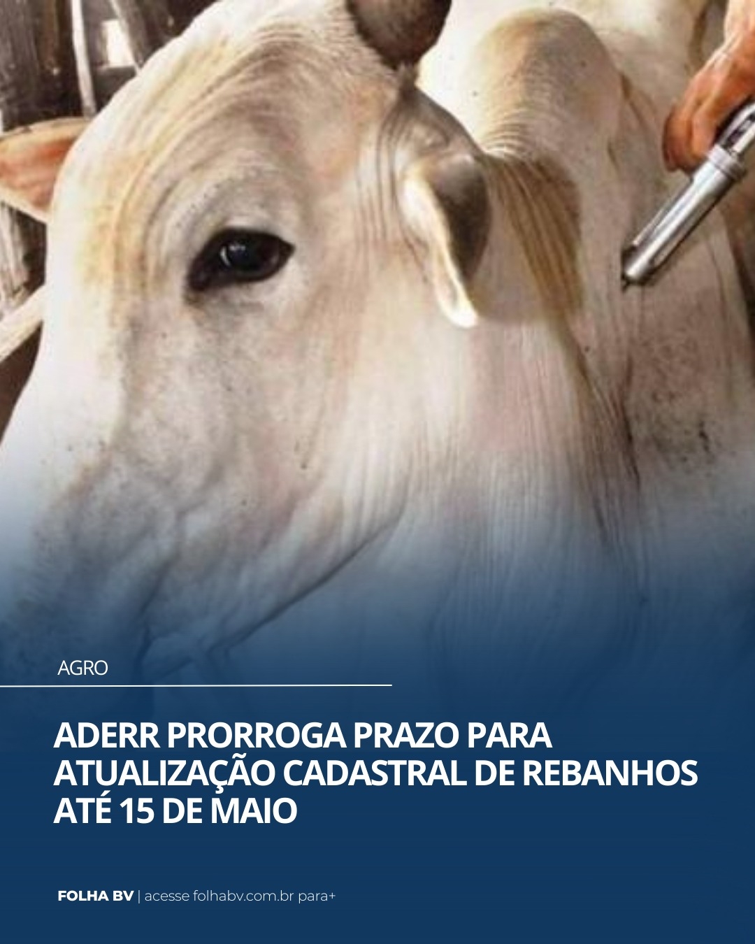 https://www.folhabv.com.br/agro/aderr-prorroga-prazo-para-atualizacao-cadastral-de-rebanhos-ate-15-de-maio/
