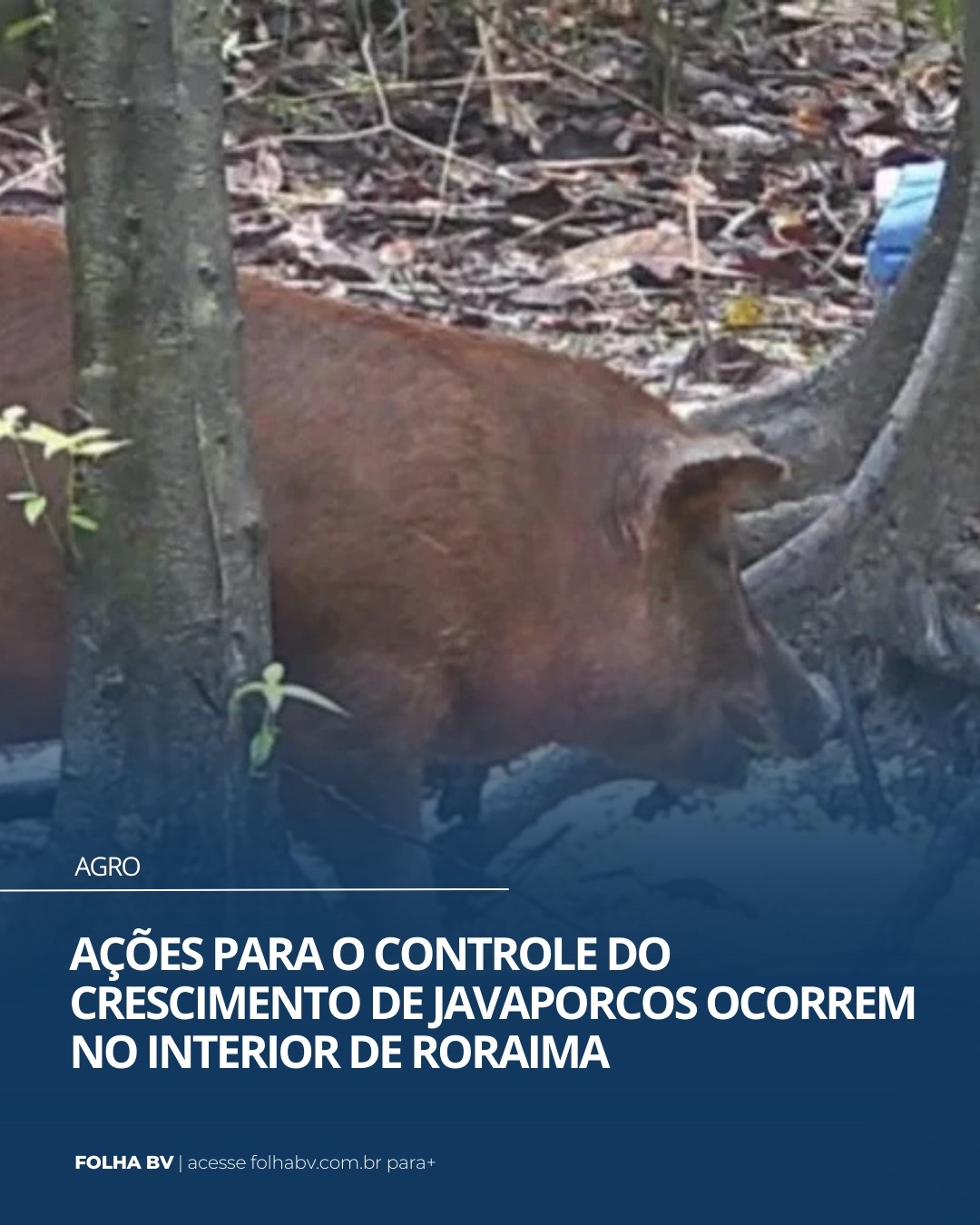 https://www.folhabv.com.br/agro/acoes-para-o-controle-do-crescimento-de-javaporcos-ocorrem-no-interior-de-roraima/