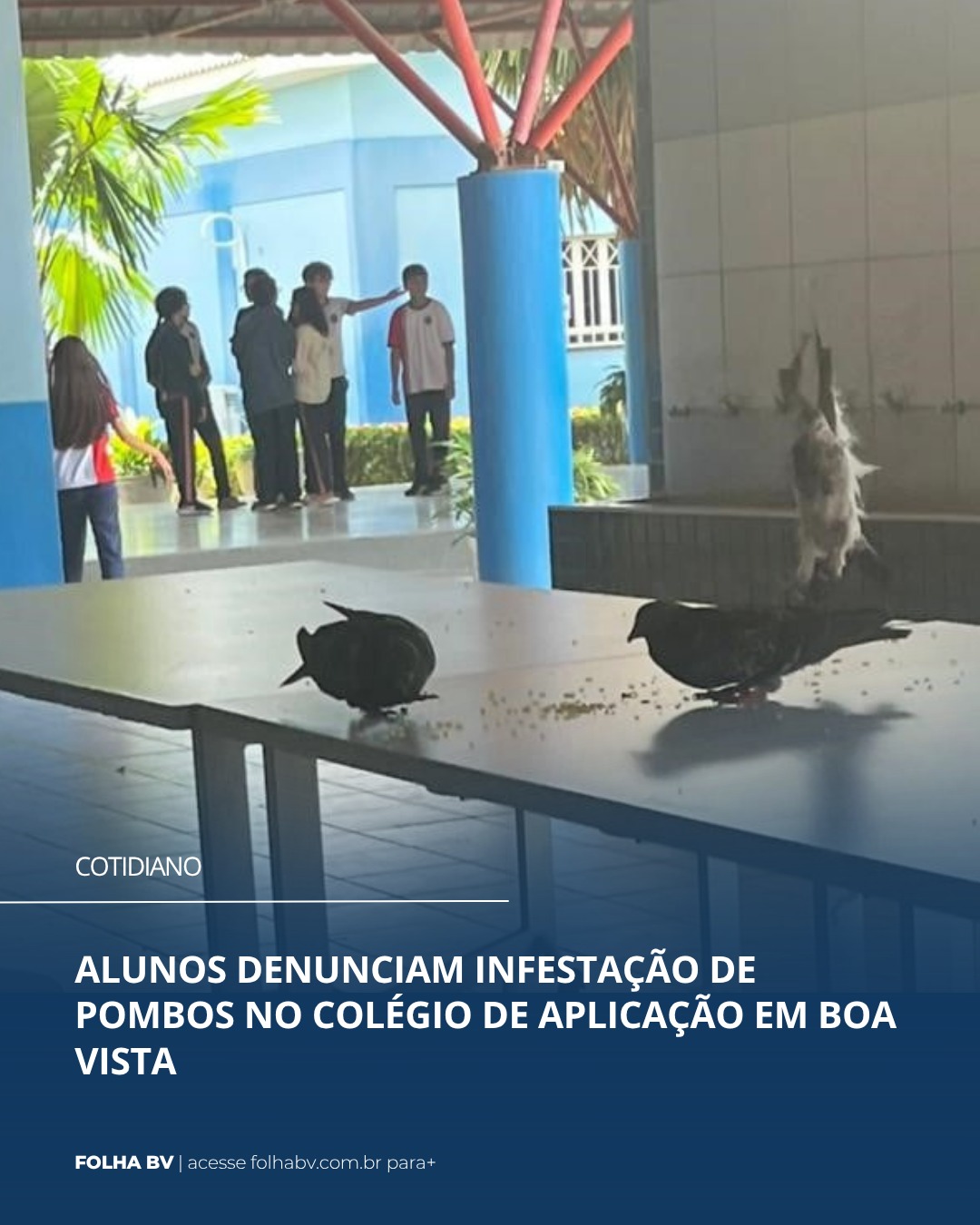 https://www.folhabv.com.br/cotidiano/alunos-denunciam-infestacao-de-pombos-no-colegio-de-aplicacao-em-boa-vista/
