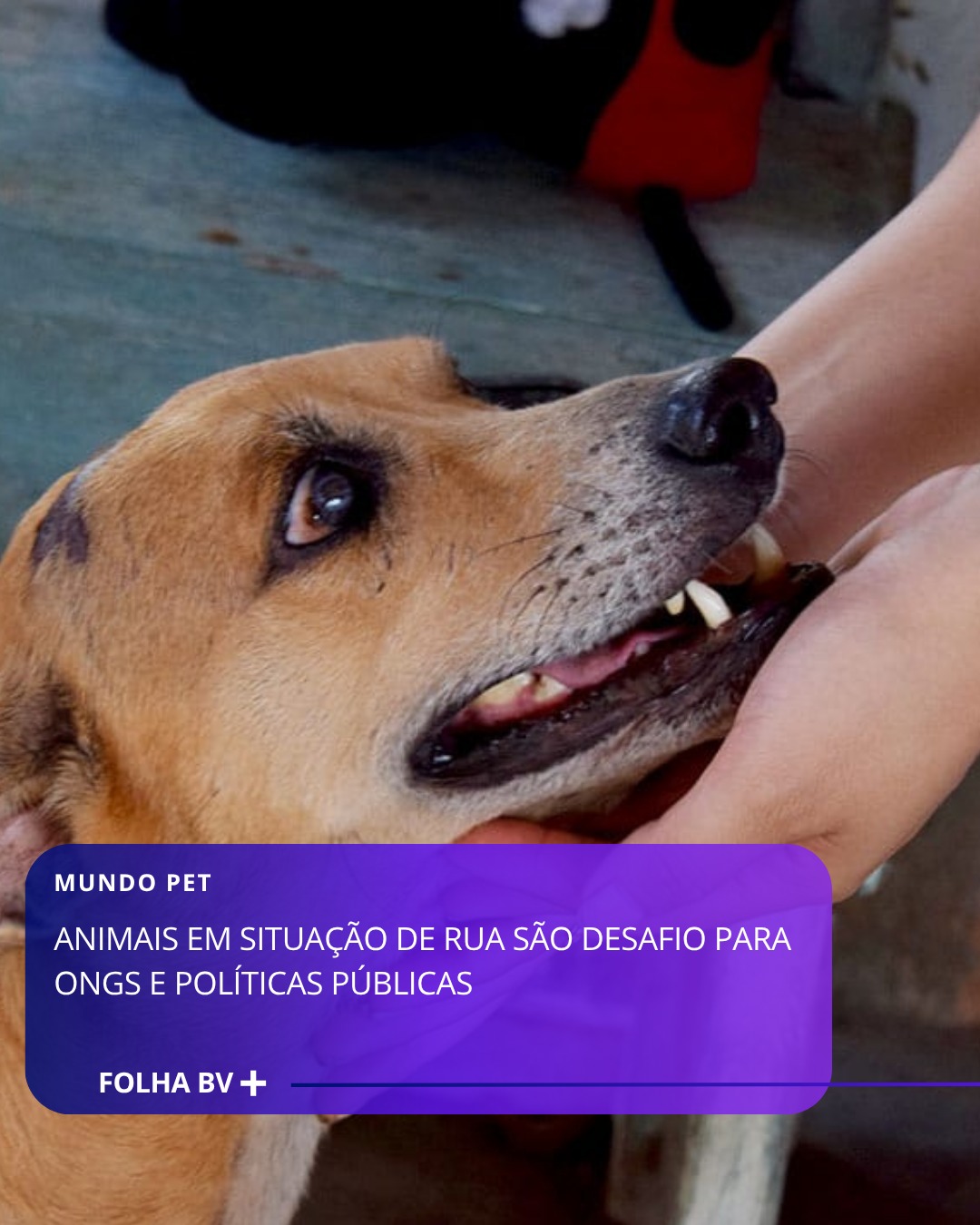 https://www.folhabv.com.br/comportamento/mundo-pet/animais-em-situacao-de-rua-sao-um-desafio-para-ongs-e-politicas-publicas/