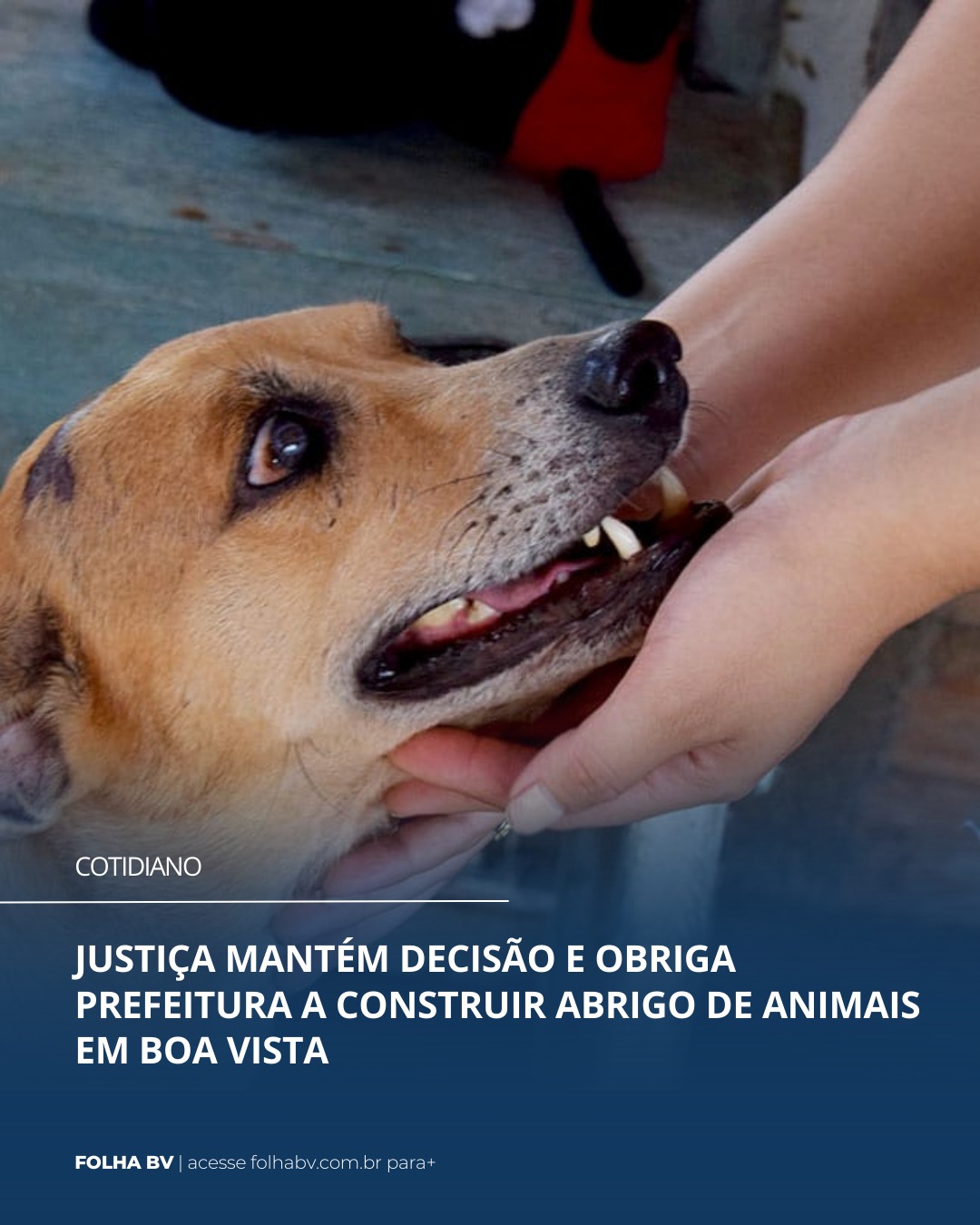 https://www.folhabv.com.br/cotidiano/justica-mantem-decisao-e-obriga-prefeitura-a-construir-abrigo-de-animais-em-boa-vista/