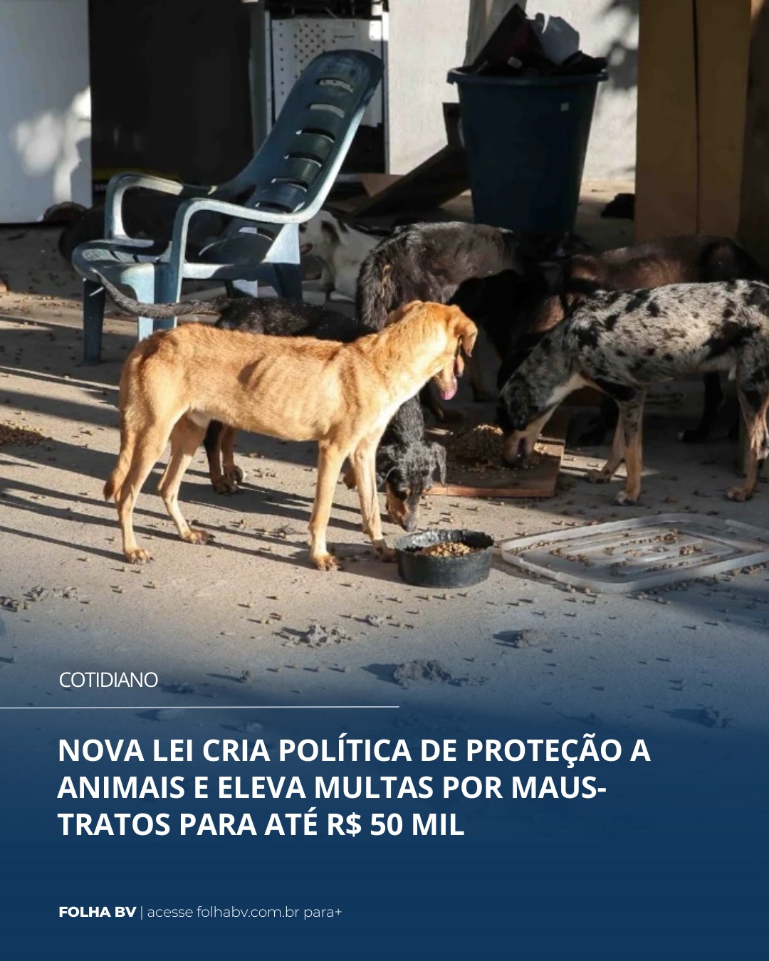https://www.folhabv.com.br/comportamento/mundo-pet/nova-lei-cria-politica-de-protecao-a-animais-e-eleva-multas-por-maus-tratos-para-ate-r-50-mil/