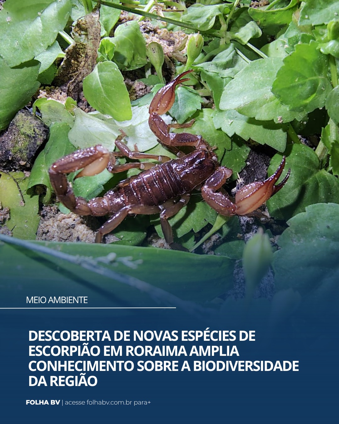 https://www.folhabv.com.br/cotidiano/meio-ambiente/descoberta-de-novas-especies-de-escorpiao-em-roraima-amplia-conhecimento-sobre-a-biodiversidade-da-regiao/